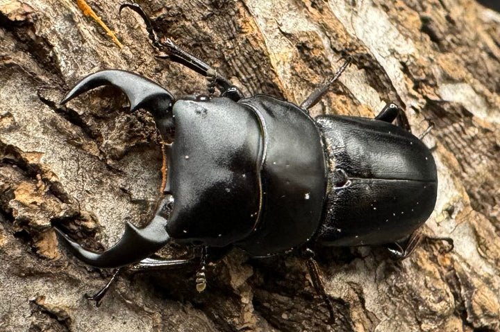 【WD】《ドルクス メンシウス 39mm ペア》