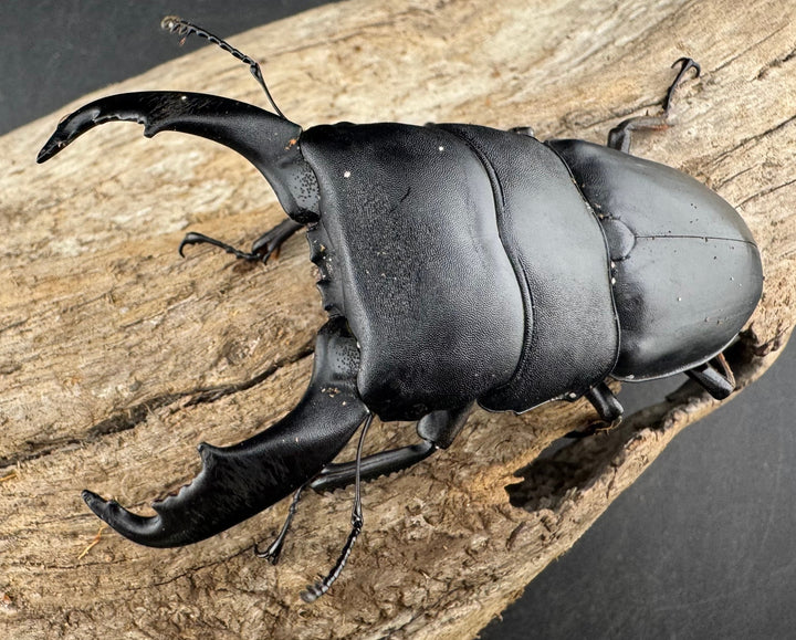 【WD】《スラウェシオオヒラタ 南スラウェシ産 83mm ペア》