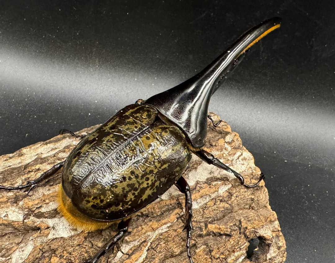 《ヘラクレス・ヘラクレス 126mm ペア》