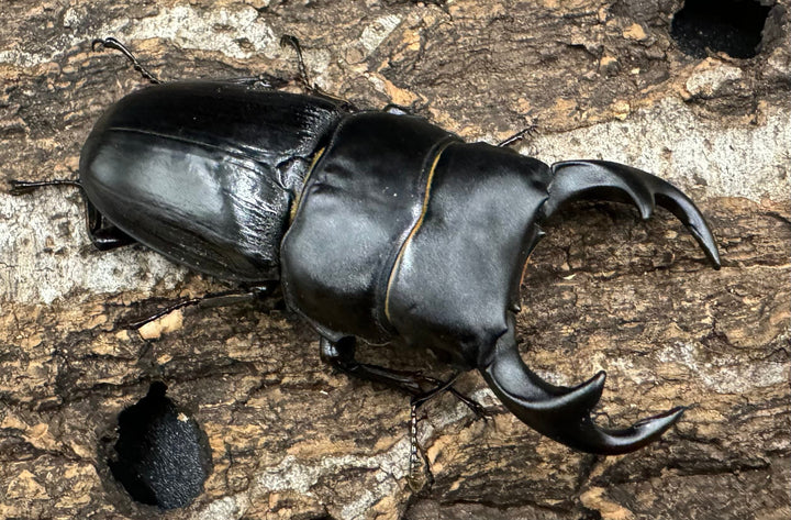 【WD】《ジャワパリーオオクワ 66mm ♂A’品ペア》