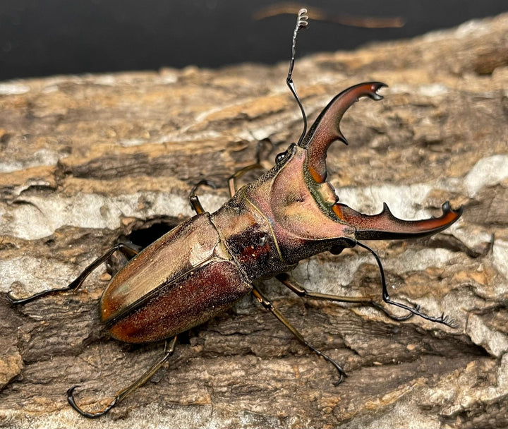 【WD】《ズベールホソアカ 51.5mm A’品ペア》