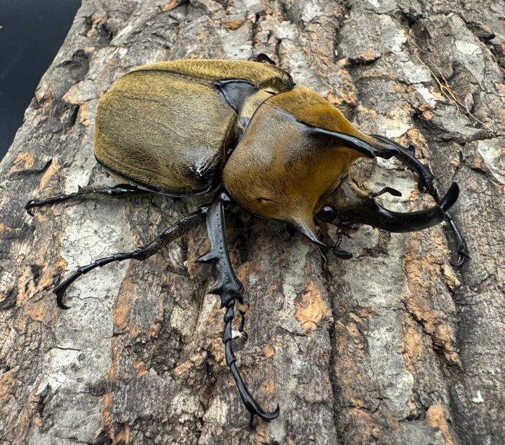 《ギアス ルンバッシャー 98mm ペア》