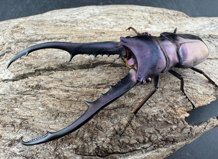 【美麗】《メタリフェルホソアカ亜種finae 80mm ペア》わたくわ氏ブリード個体