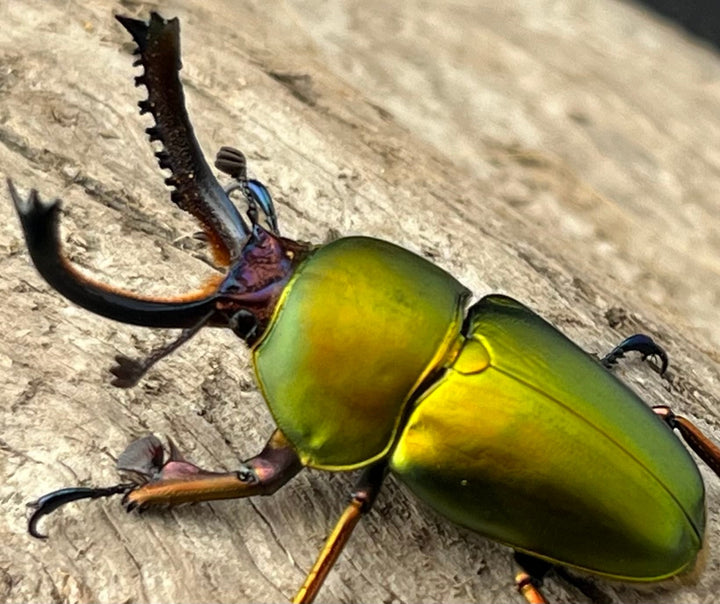 【WD】《パプアキンイロクワガタ アルファック産 35mm ペア》