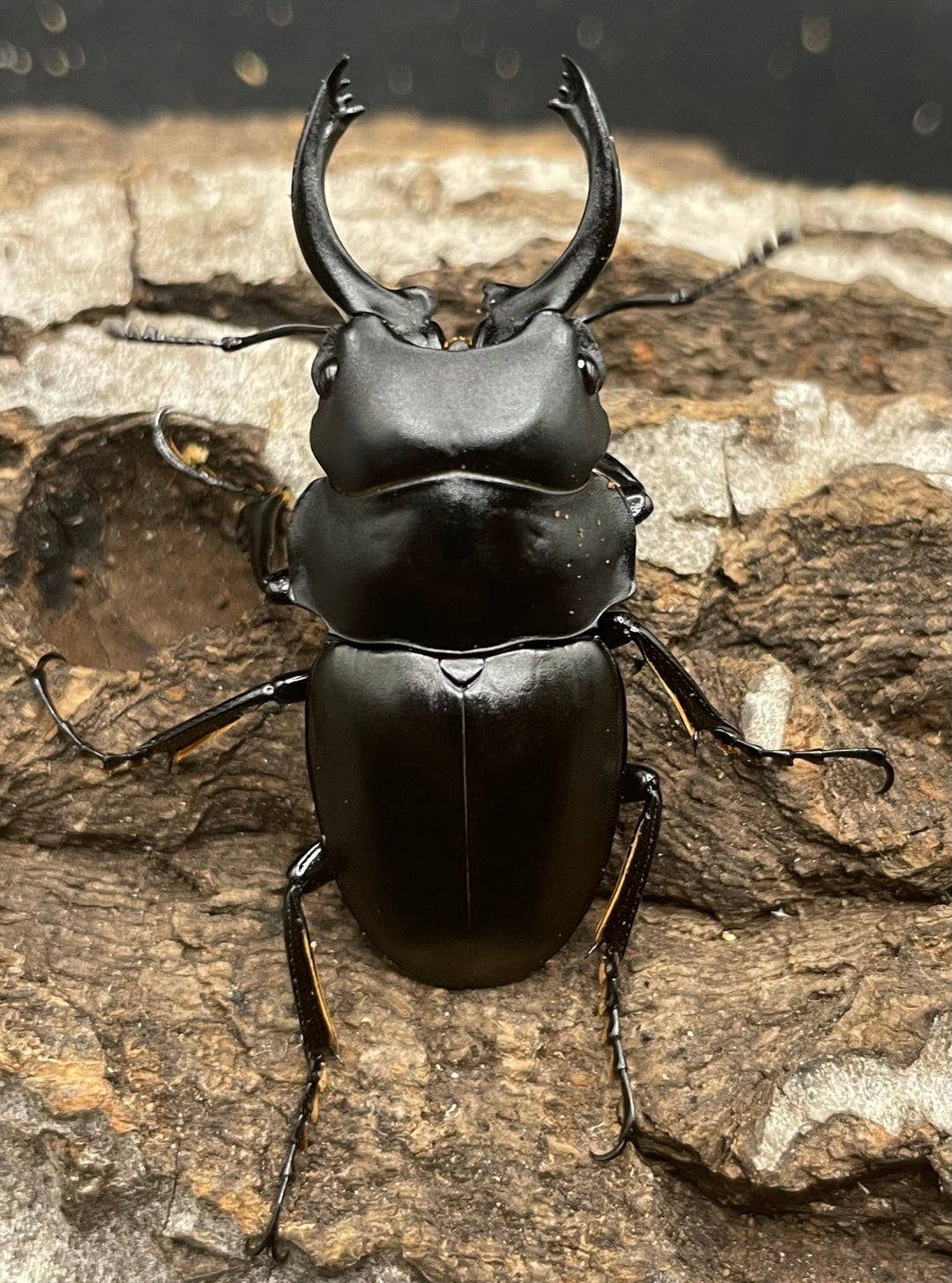 【WD】《プラティノータツヤクワガタ 42mmUP ペア》