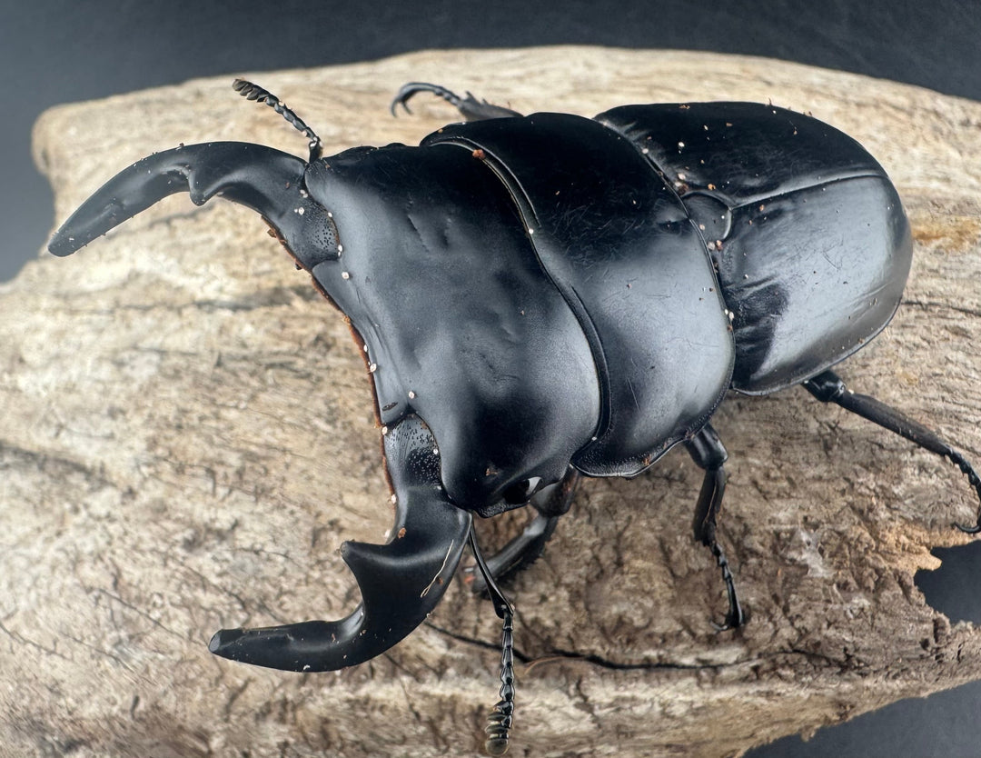 【WD】《アンタエウスオオクワ亜種miyashitai 74mm ペア》