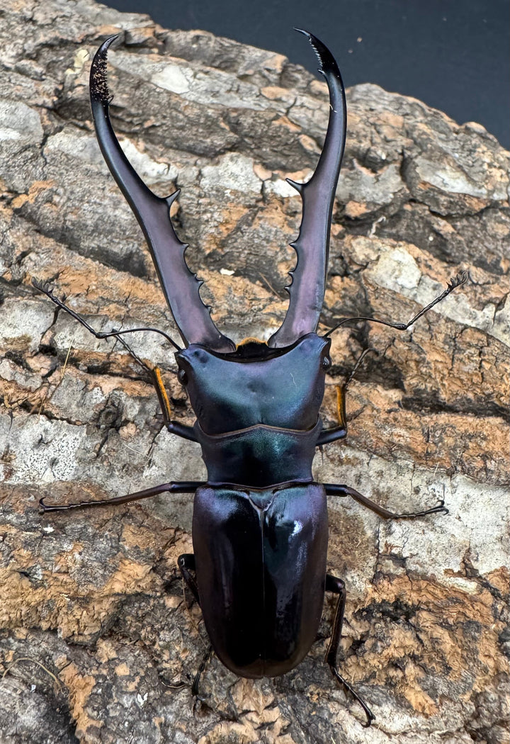 【美麗】《メタリフェルホソアカ 83mm ペア》わたくわ氏ブリード個体