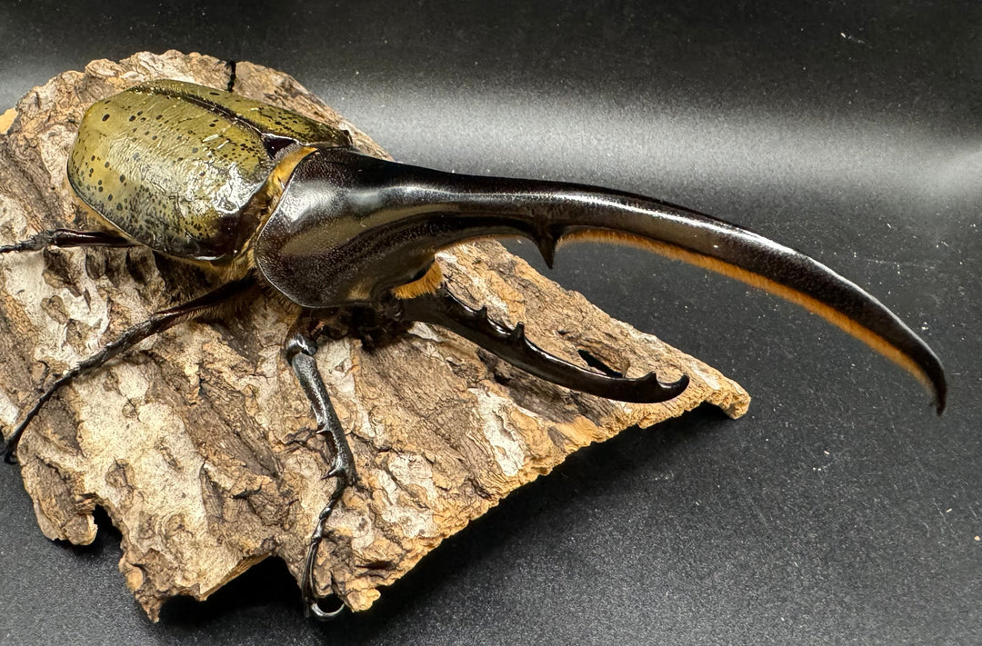 《ヘラクレス・ヘラクレス 153mm ペア》