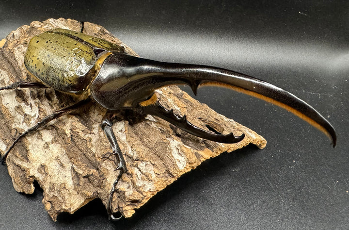 《ヘラクレス・ヘラクレス 153mm ペア》