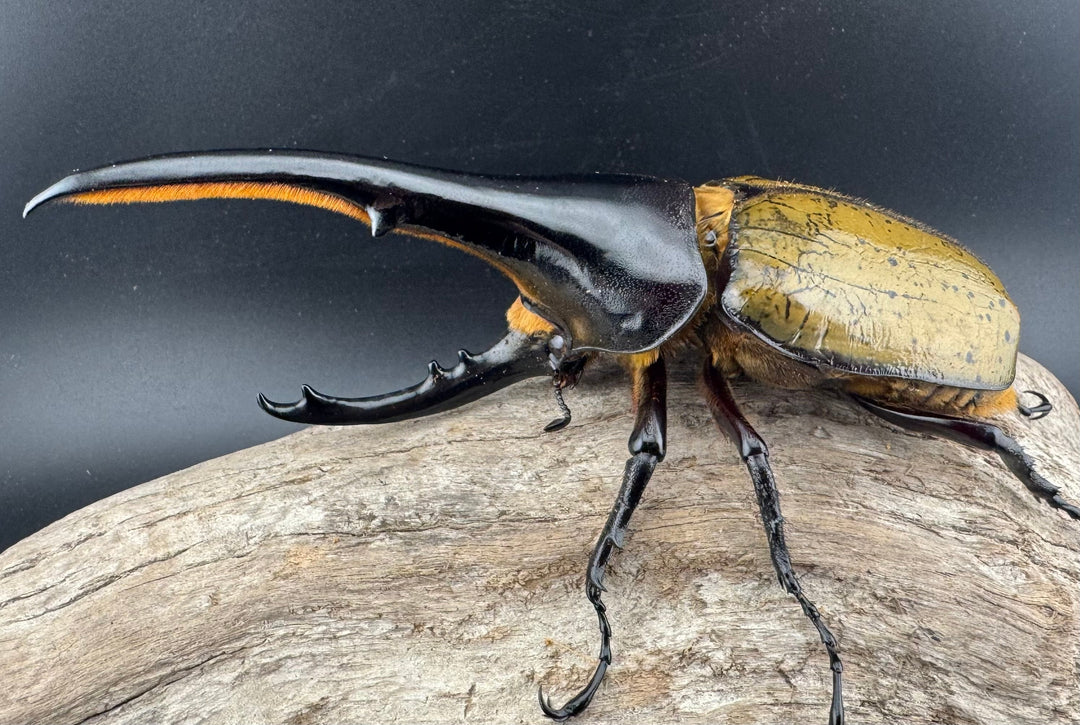 《ヘラクレス・ヘラクレス 143.5mm ペア》