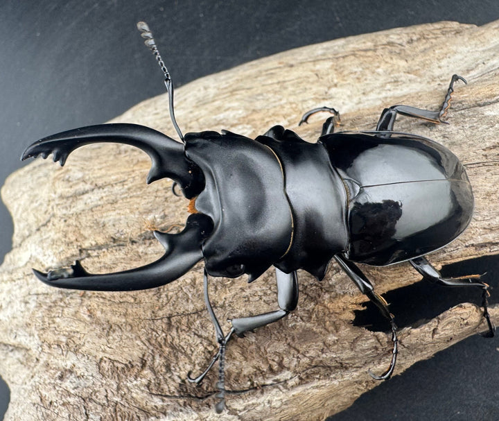 【WD】《ルディカツヤクワガタ 78mm ペア》