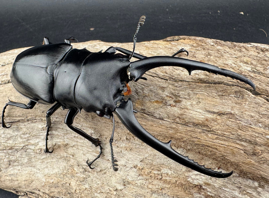 【WD】特大《コンフキウスノコギリクワガタ 94.5mm ペア》