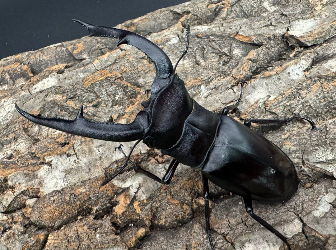 【WD】《マンディブラリスフタマタ 103mm ペア》