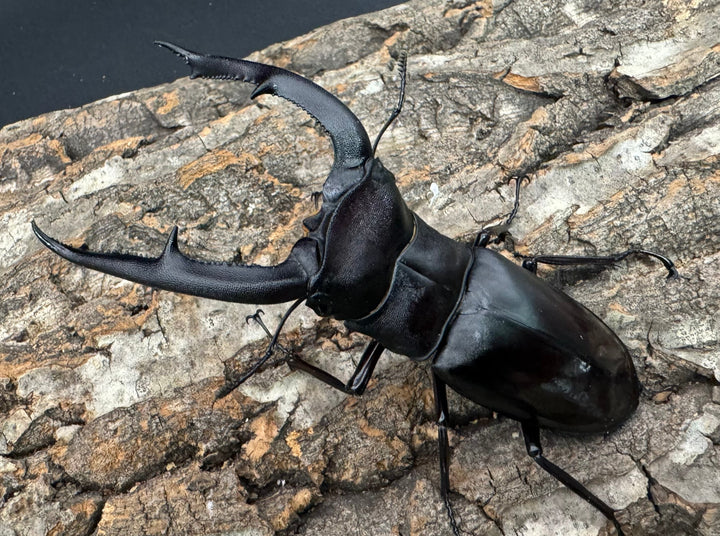 【WD】《マンディブラリスフタマタ 103mm ペア》