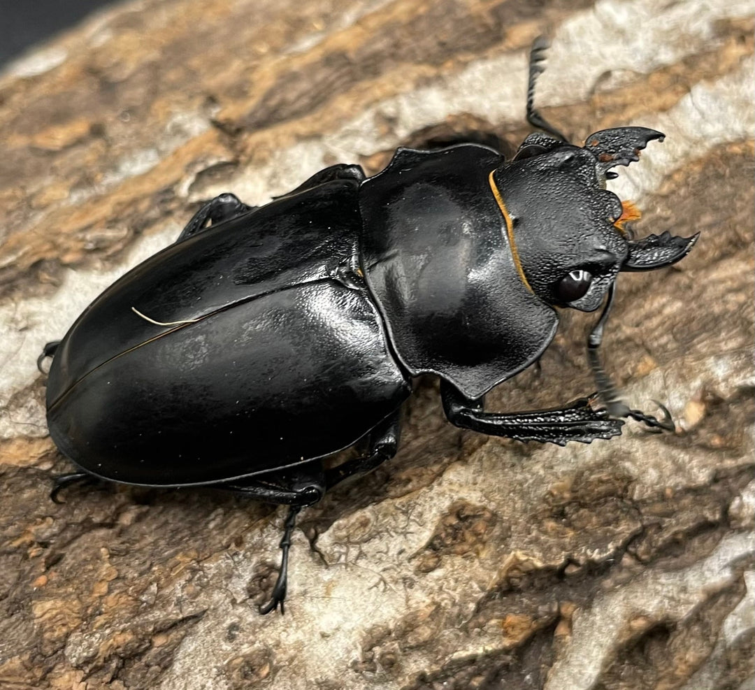 【WD】大型《ミンダナオアルケスツヤクワガタ 89mm ペア》