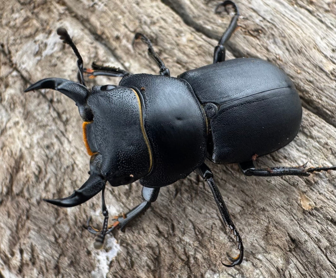 【WD】《ダビディスコクワガタ 25mm ペア》