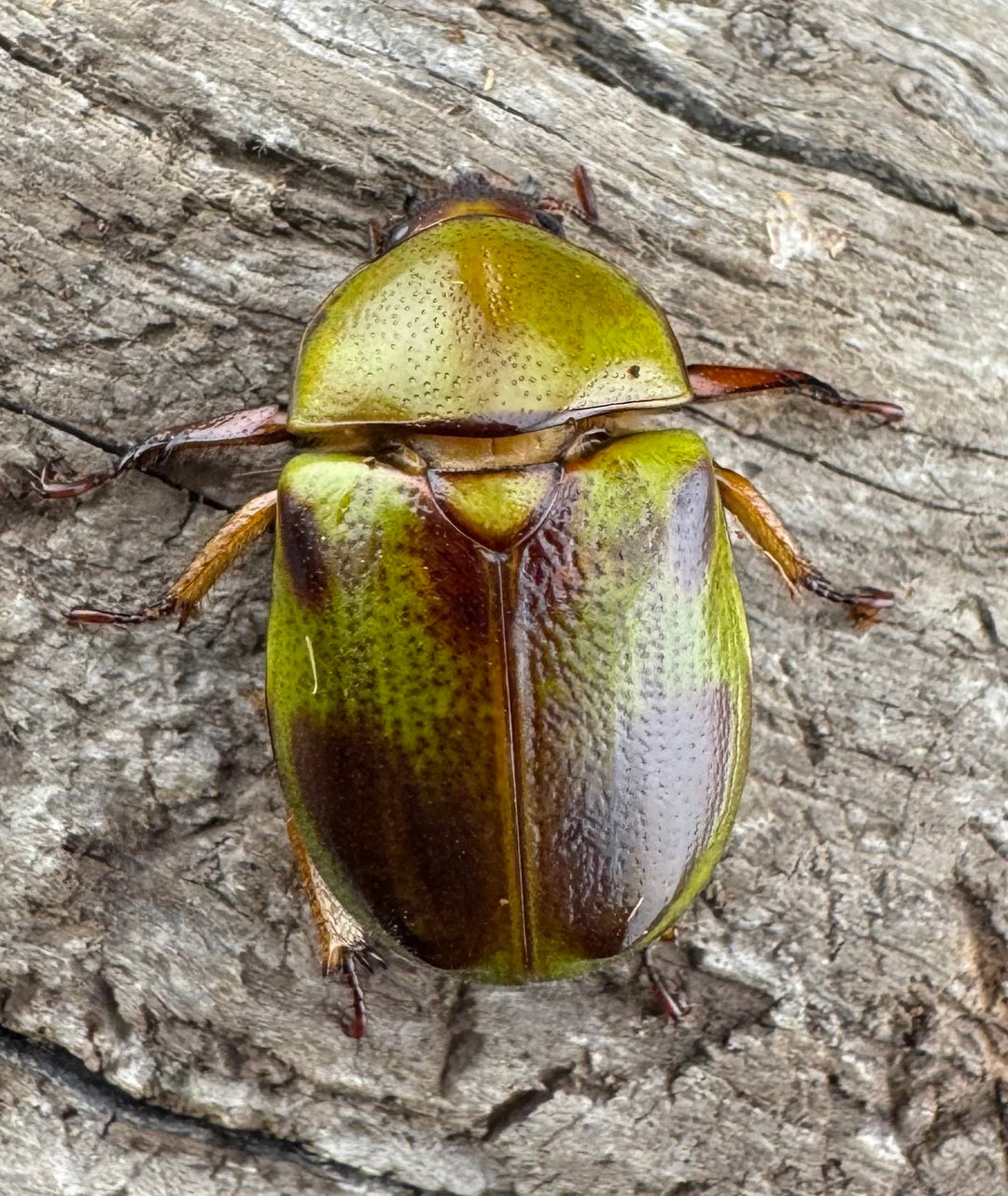 【WD】《ドヘルティクワガタコガネ Free ペア》①