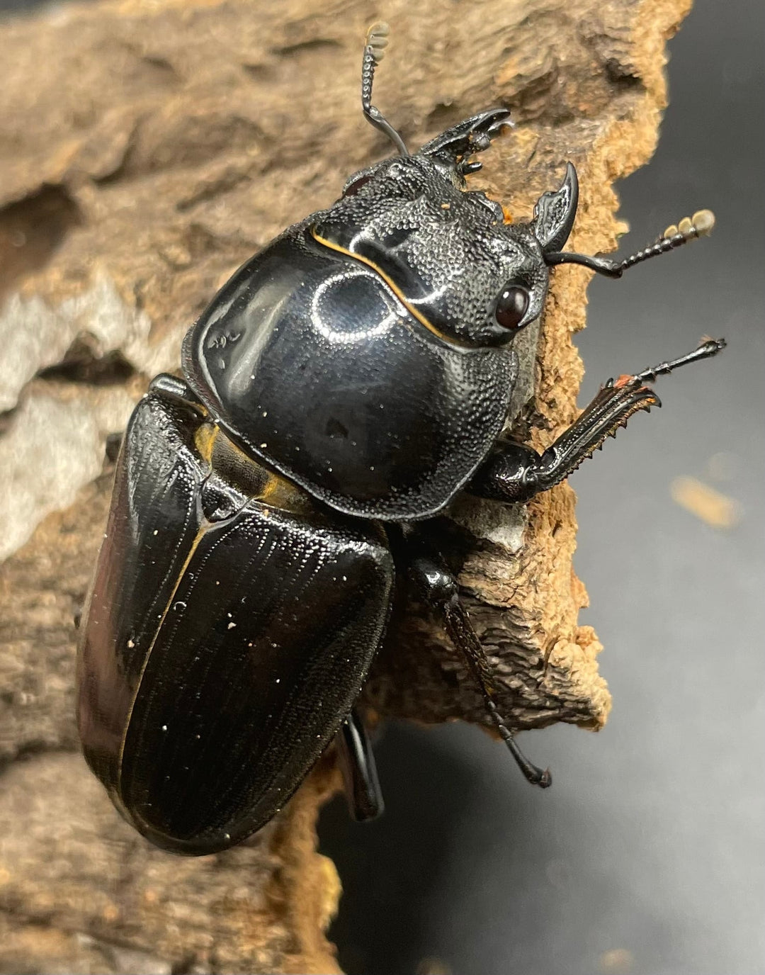 《ホペイオオクワガタ OMG血統 73mm ペア B品》