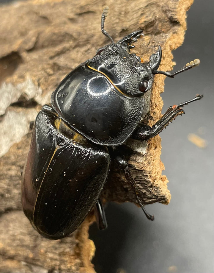 《ホペイオオクワガタ OMG血統 73mm ペア B品》