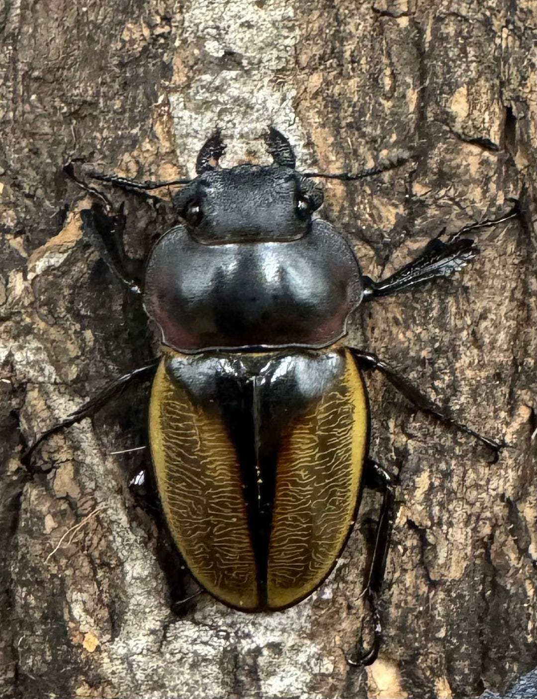 【WD】《ゾンメルツヤクワガタ 58mm ペア》