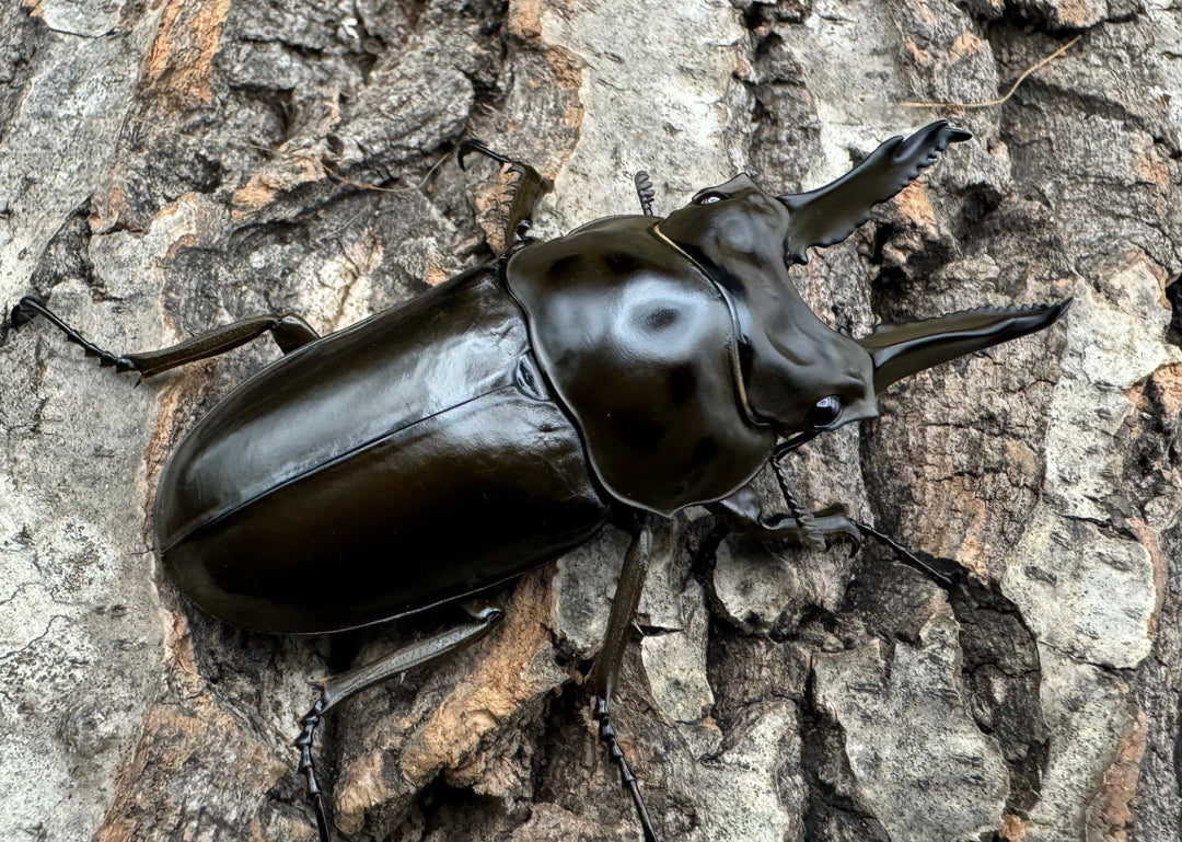 《ババオウゴンオニクワガタ 65mm ペア》