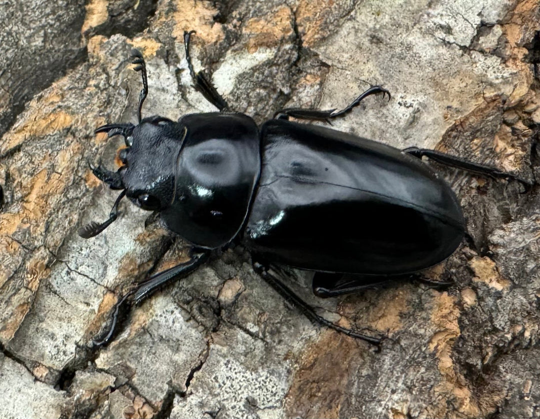 【WD】《コンフキウスノコギリ 広東省産 36.5mm ♀単》