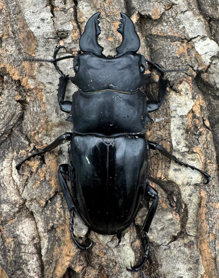 【WD】《シヴァツヤクワガタ 海南島産 70.5mm ペア》