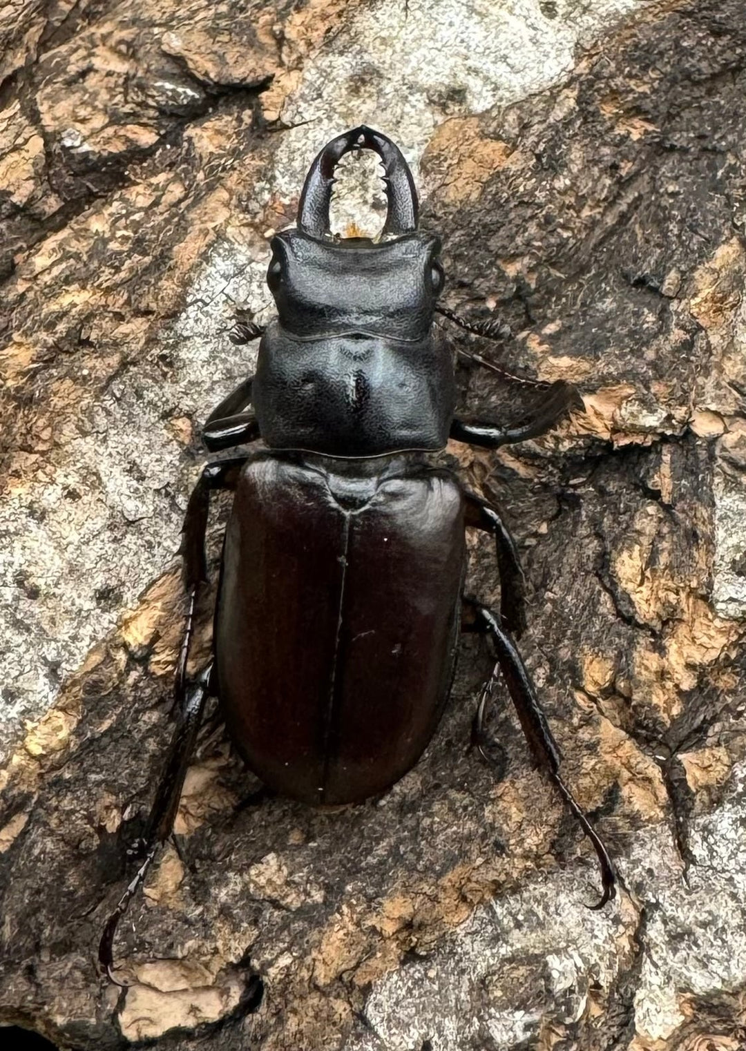 先取り移転オープン記念特価!!【WD】2021年新種《モーミヤマクワガタ Free ♀単》