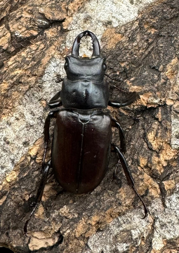 先取り移転オープン記念特価!!【WD】2021年新種《モーミヤマクワガタ Free ♀単》