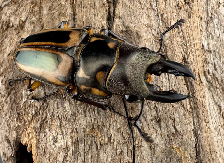 【WD】《ゼブラノコギリクワガタ亜種ledae 38mm ペア》