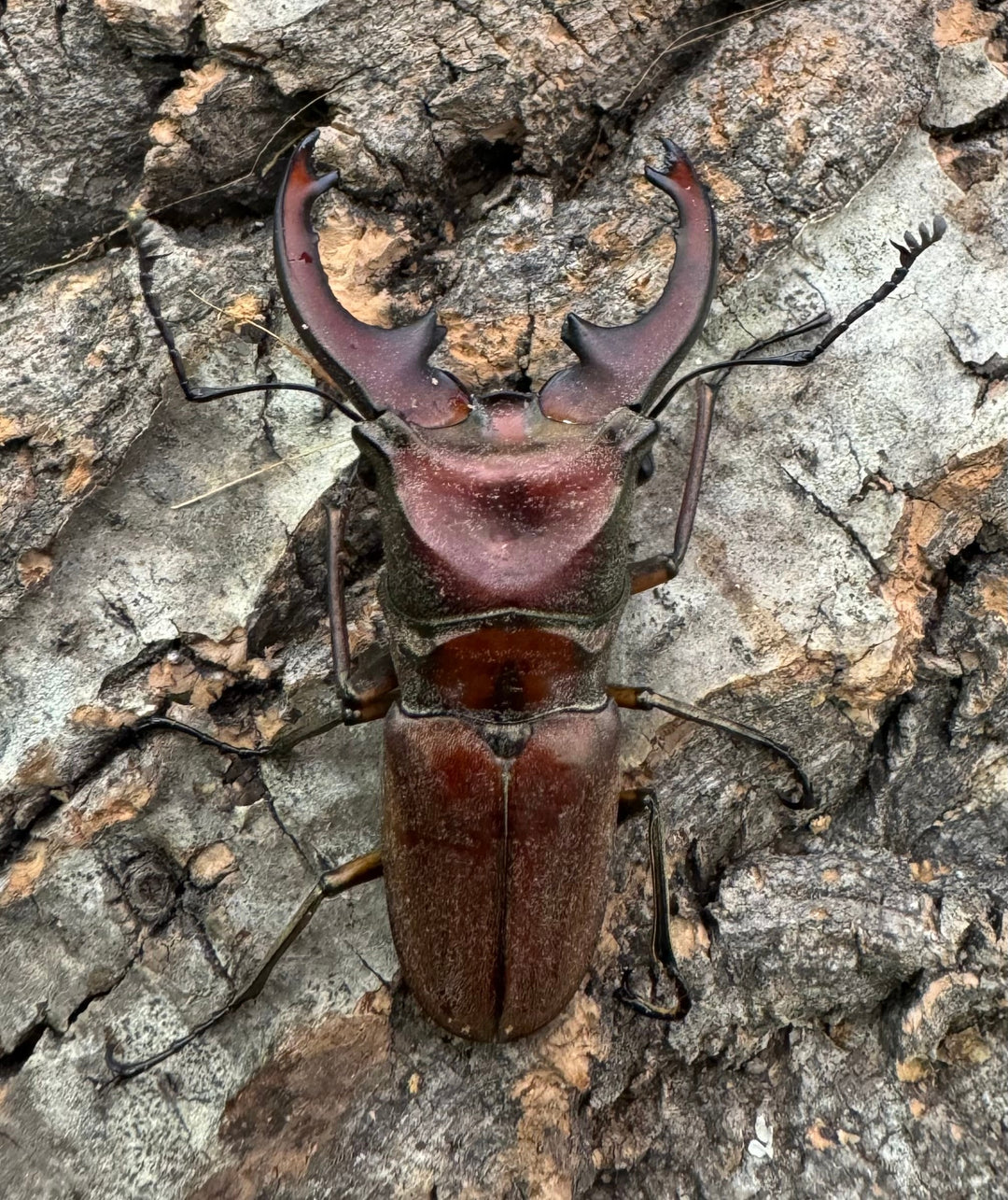 【WD】《ズベールホソアカ イロコスノルテ産 50mm ペア》