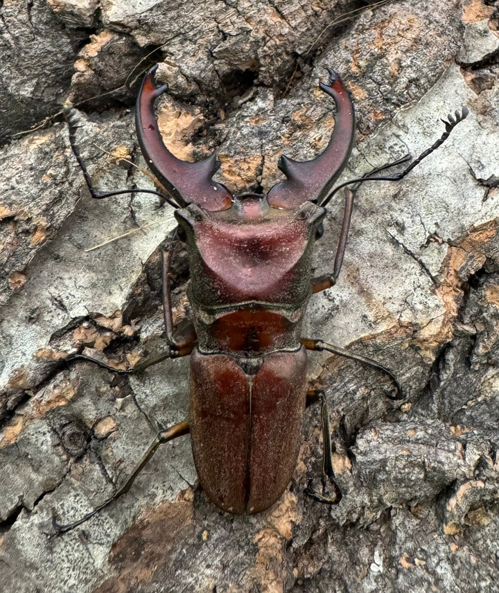 【WD】《ズベールホソアカ イロコスノルテ産 50mm ペア》