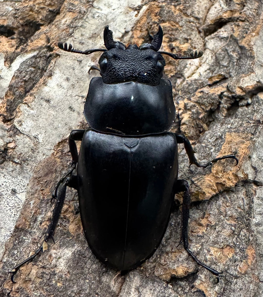 即ブリ《ギラファノコギリ亜種ケイスケ 82.5mm ペア》