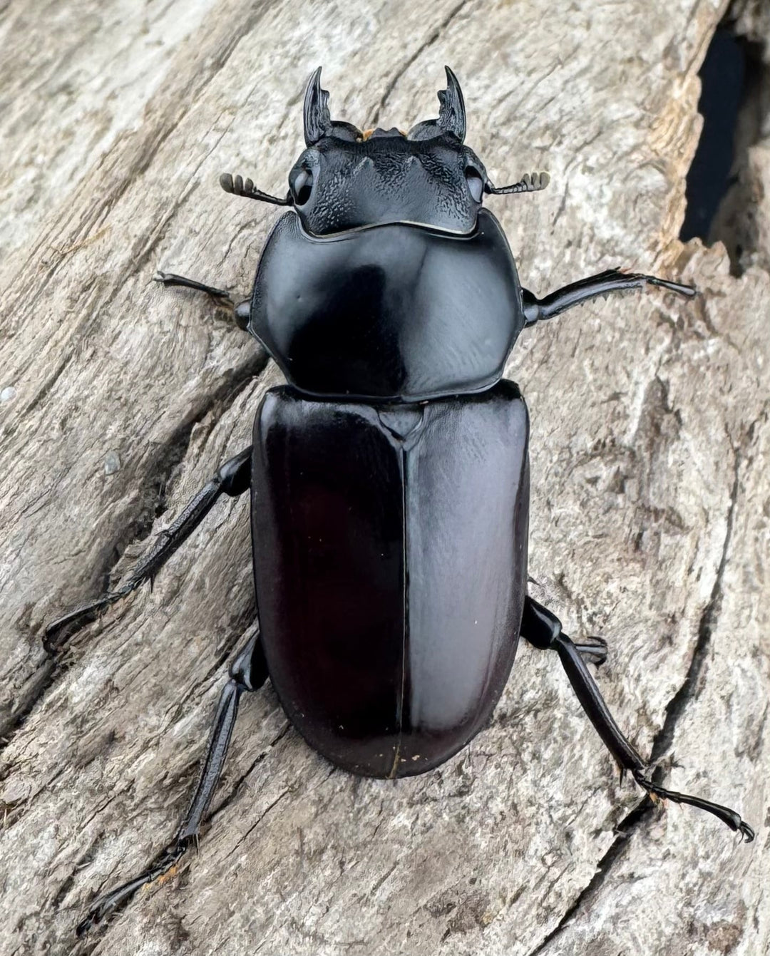 【WD】《アローコクワ原名亜種 臨滄市産 59.5mm ペア》