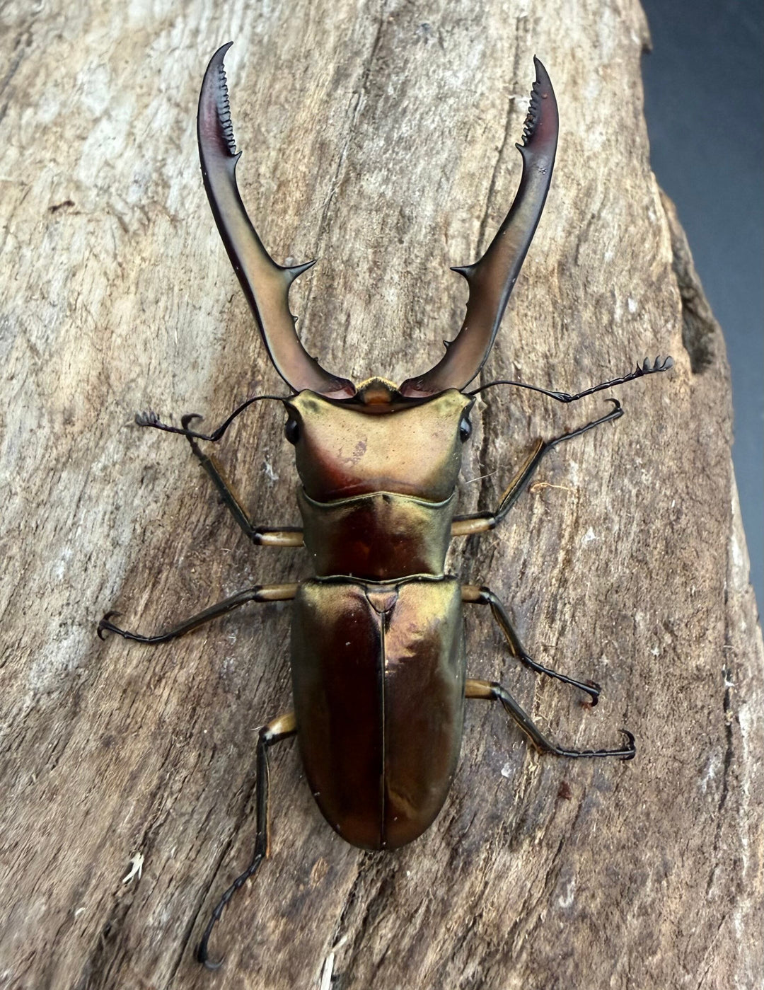 《メタリフェルホソアカ亜種サンギレンシス 56mm ペア》