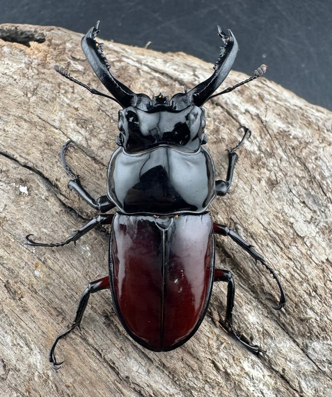 【WD】《オーベルチュールクロツヤシカ 51mm ペア》