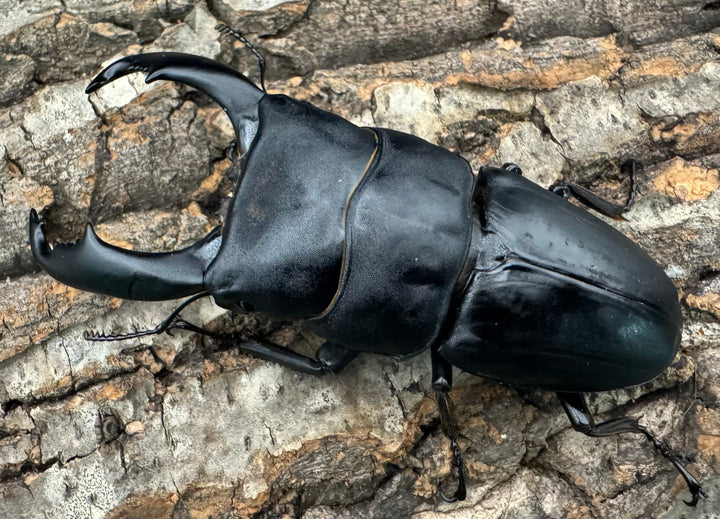 【WD】大型良型《西ペレンオオヒラタ 93mm ペア》