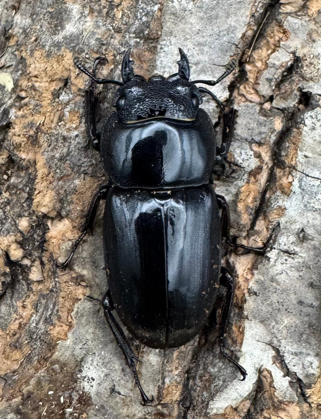 【WD】《西ペレンオオヒラタ（スラウェシオオヒラタクワガタ） 80mm ペア》