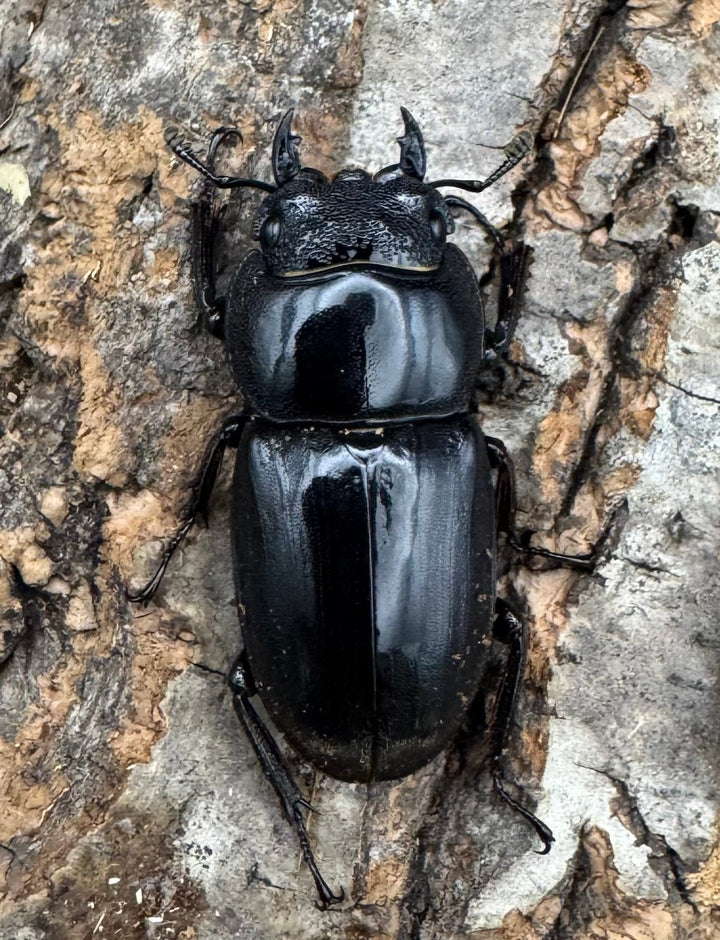 【WD】《西ペレンオオヒラタ（スラウェシオオヒラタクワガタ） 80mm ペア》