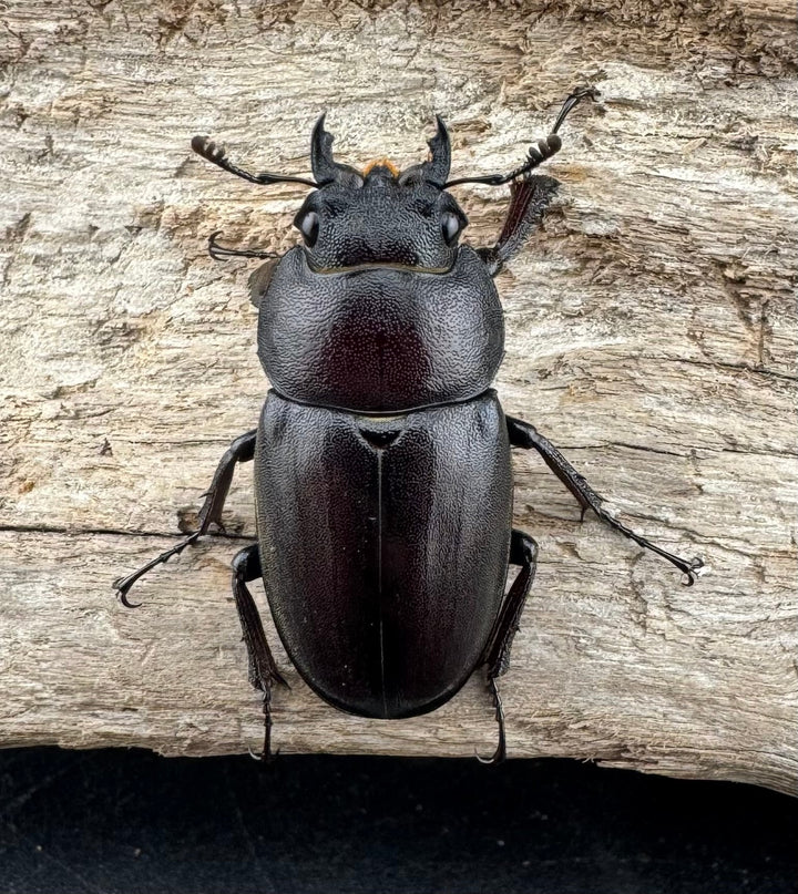 【WD】大歯《ノコギリクワガタ 八王子産 Free ペア》