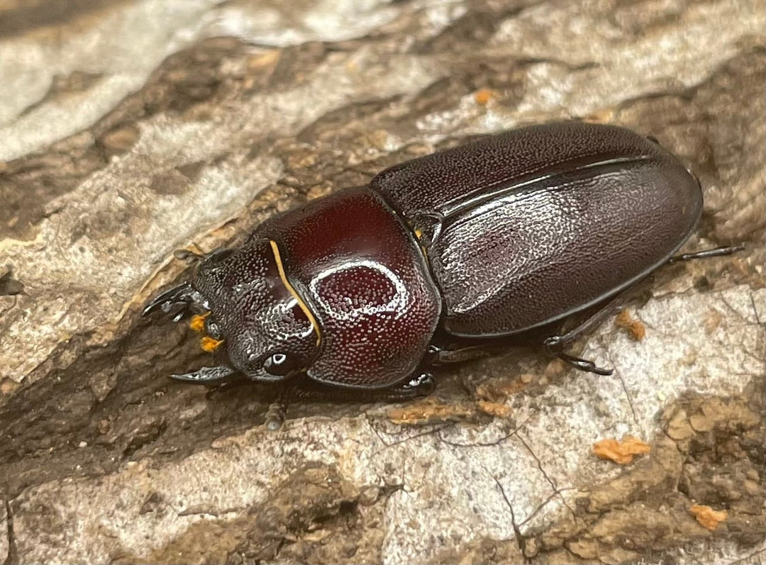 《ハチジョウコクワガタ 40mm ペア》