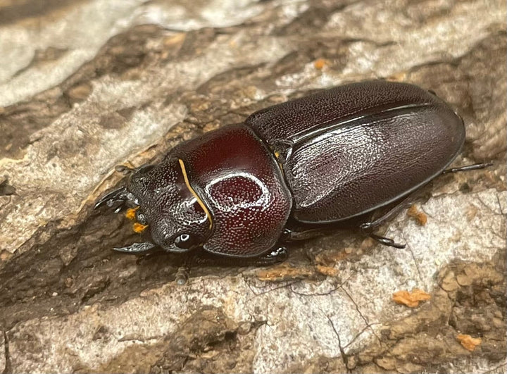 《ハチジョウコクワガタ 40mm ペア》