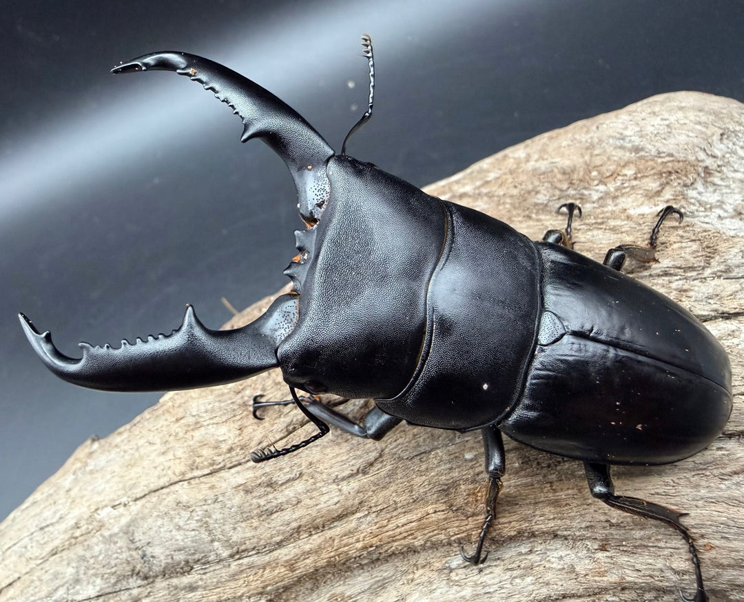 【WD】《ミンダナオヒラタ マラグサン産 85.5mm ペア》