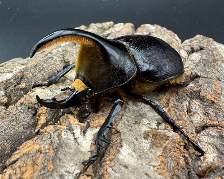 即ブリ《サタンオオカブト 76mm A’品ペア》