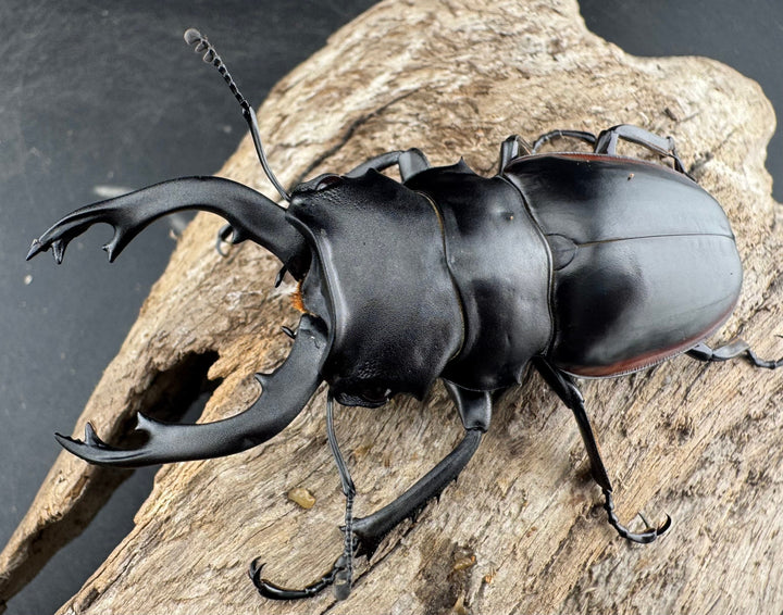 【WD】《クベラツヤクワガタ亜種sinensis 浙江省産 72mm ペア》