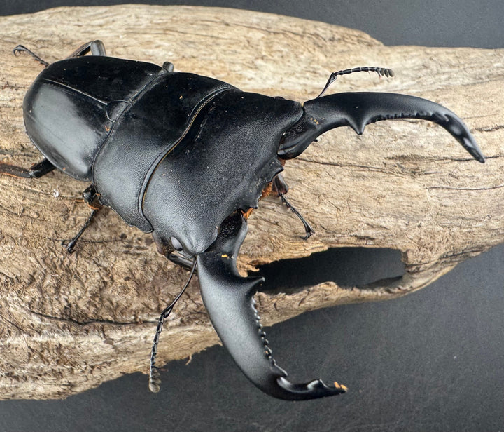 【WD】《スマトラオオヒラタ ベンクール産 82.5mm ペア》