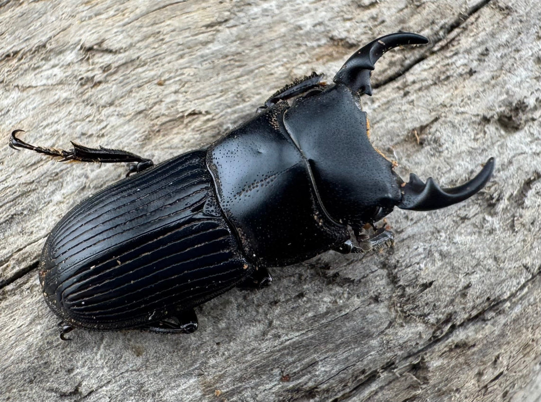 【WD】《ラエビコリスネブトクワガタ 21.5mm ペア》