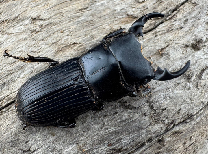 【WD】《ラエビコリスネブトクワガタ 21.5mm ペア》