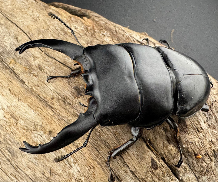 【WD】《アルキデスヒラタ ベンクール産 長歯 77mm ペア》