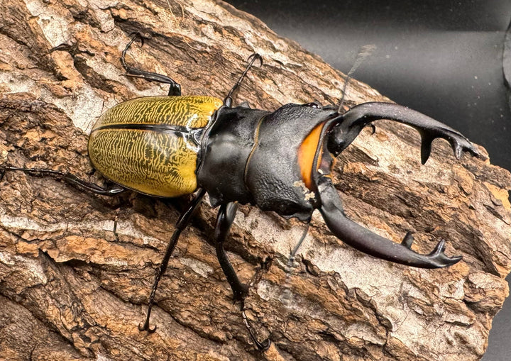 【WD】《スペクタビリスツヤクワガタ 71mm ペア》